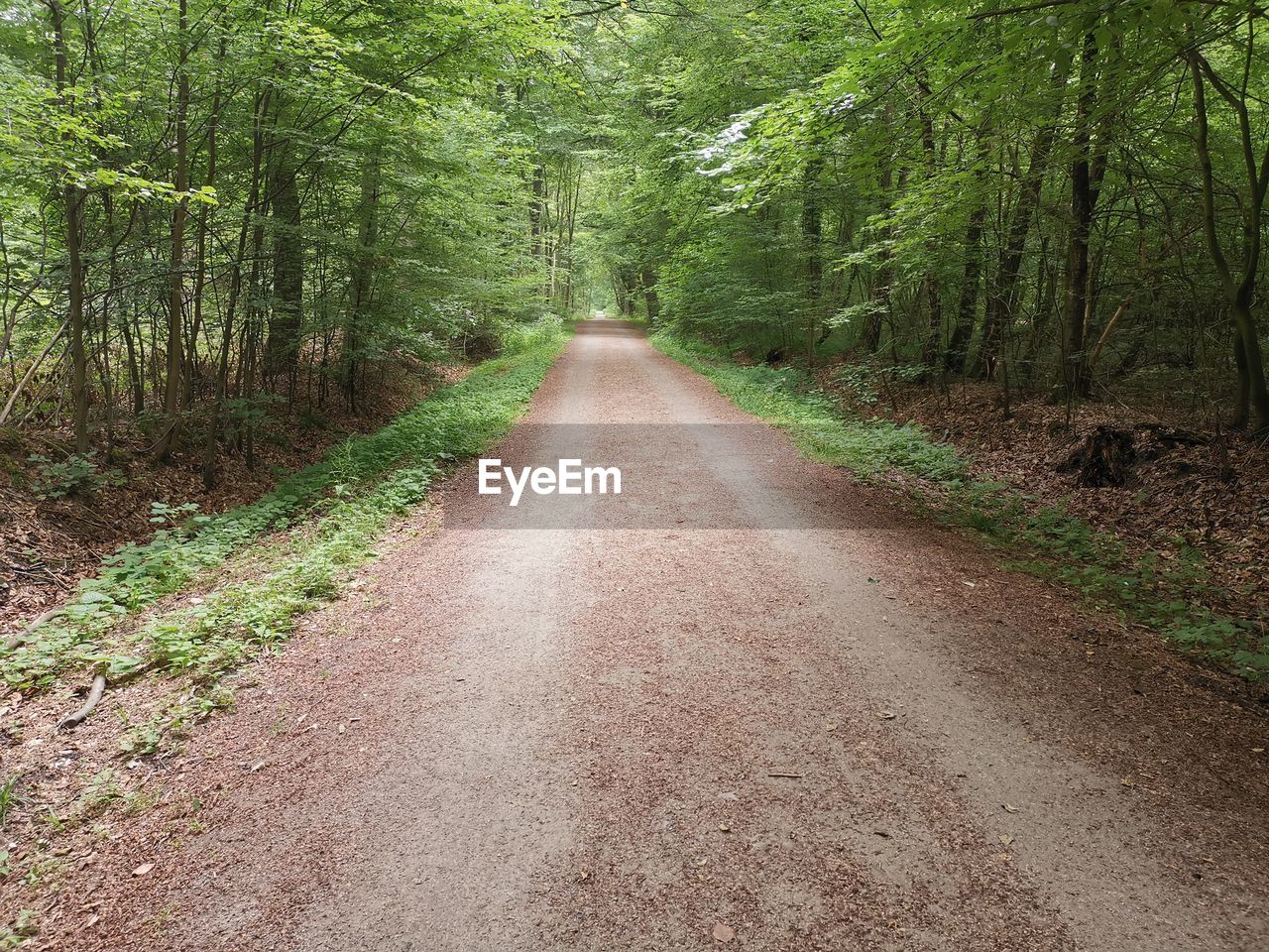 DIRT ROAD ALONG TREES