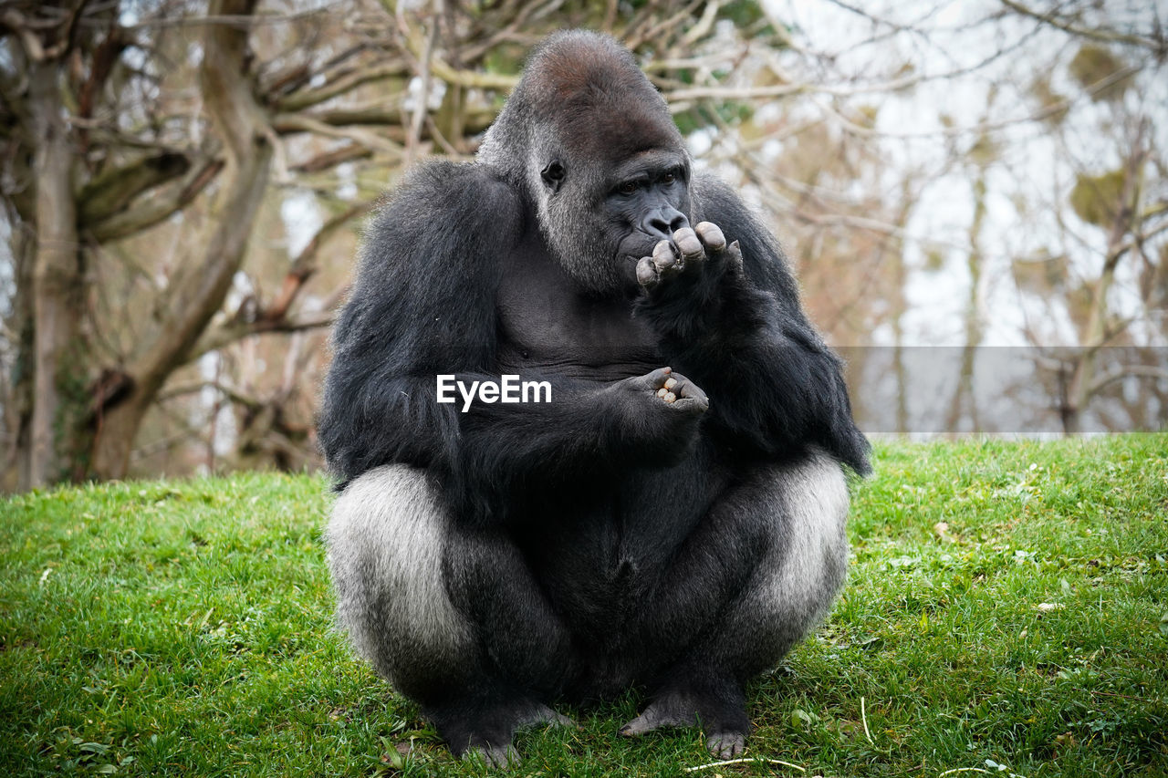 close-up of monkey sitting on grassy field