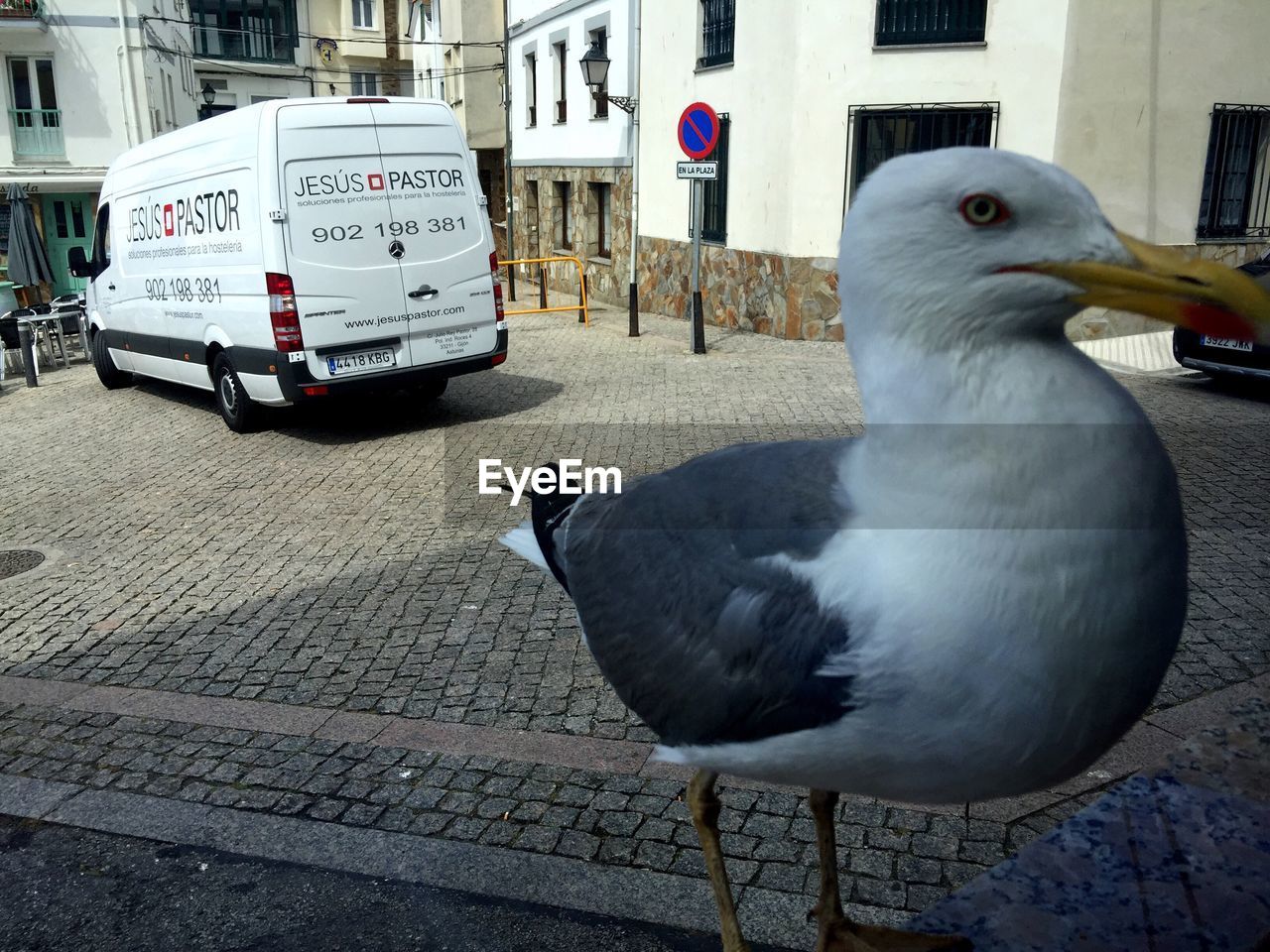 CLOSE-UP OF SEAGULL PERCHING