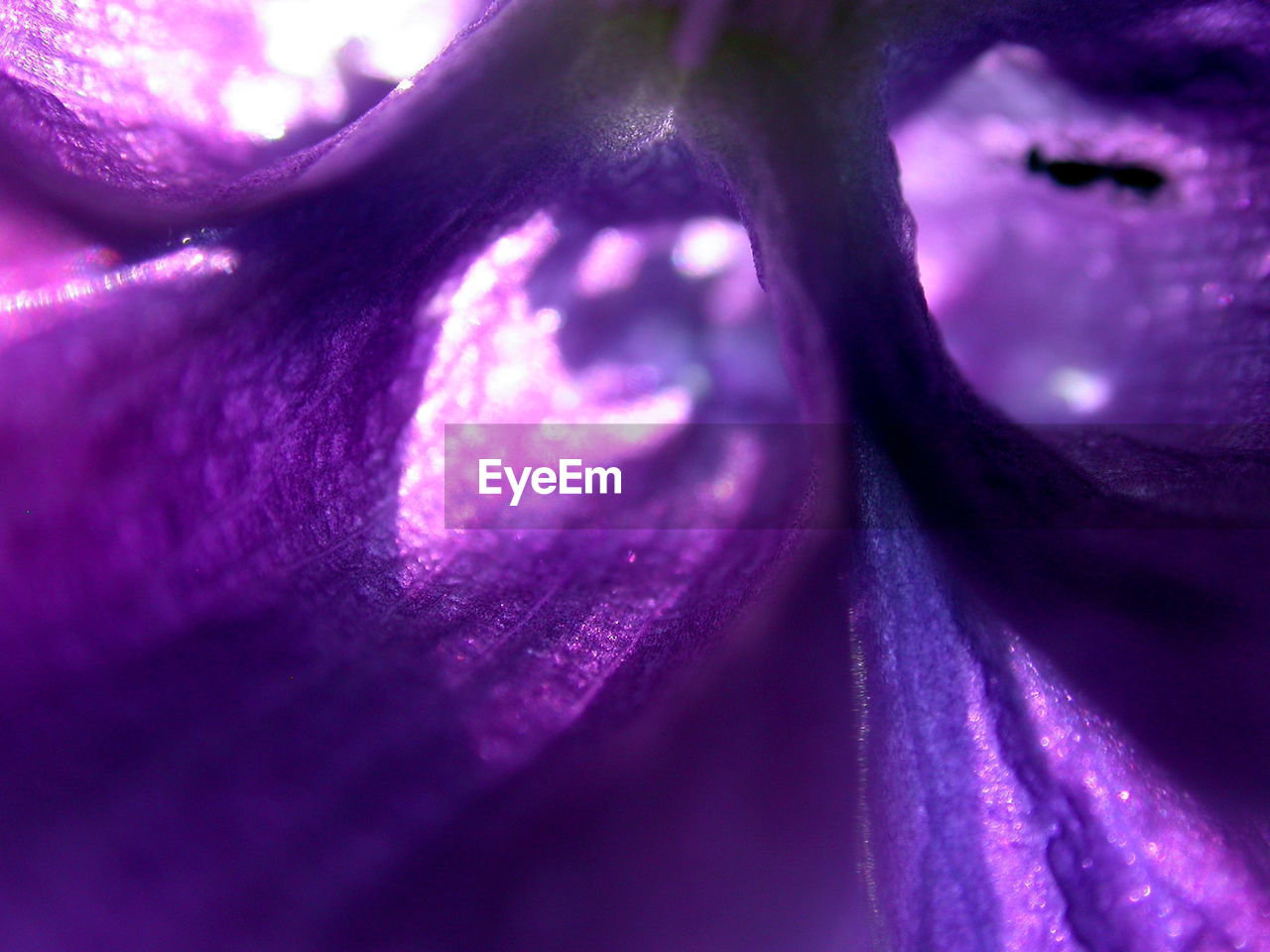 Macro shot of pink flower