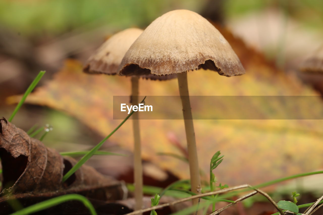 CLOSE-UP OF MUSHROOM GROWING IN FIELD