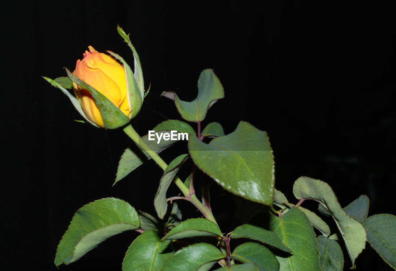 Close-up of yellow flower blooming