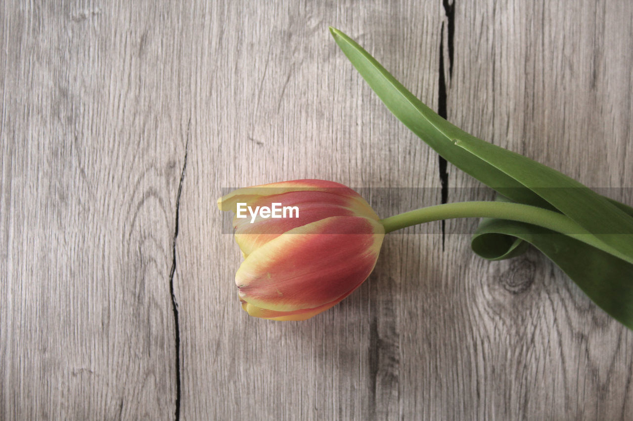 HIGH ANGLE VIEW OF TOMATO ON WOOD