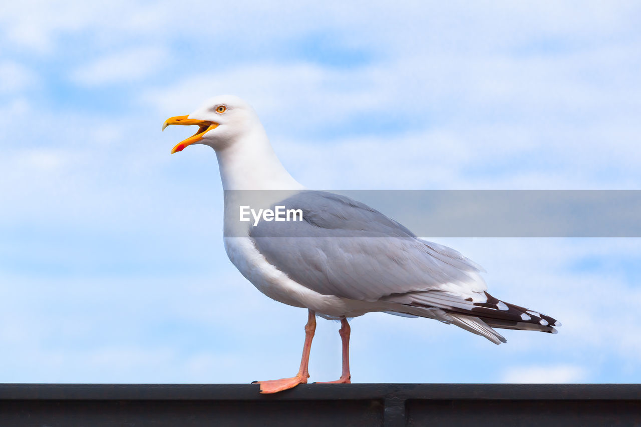 SEAGULL PERCHING ON WOODEN POST AGAINST SKY