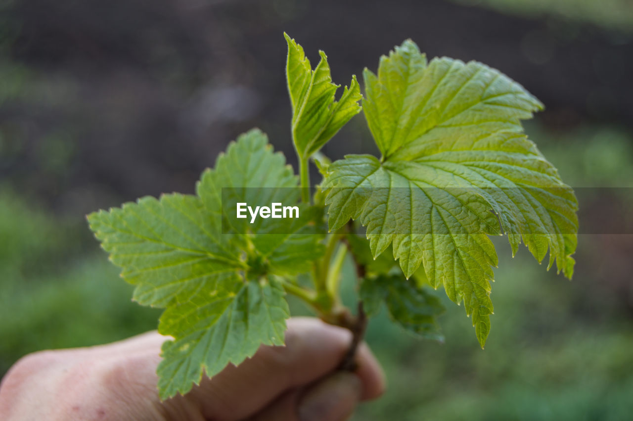 Female hand holding a young plant of black currant, selective focus, concept of world environment 