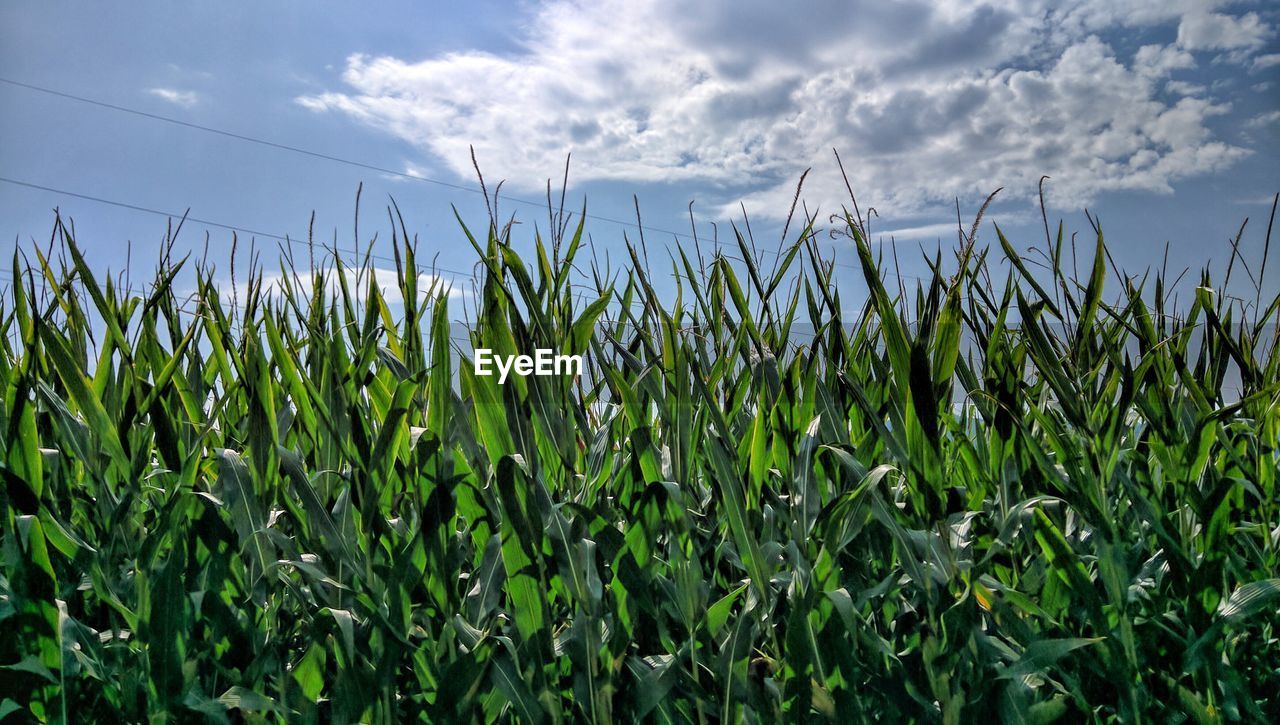 Crops growing on field against sky