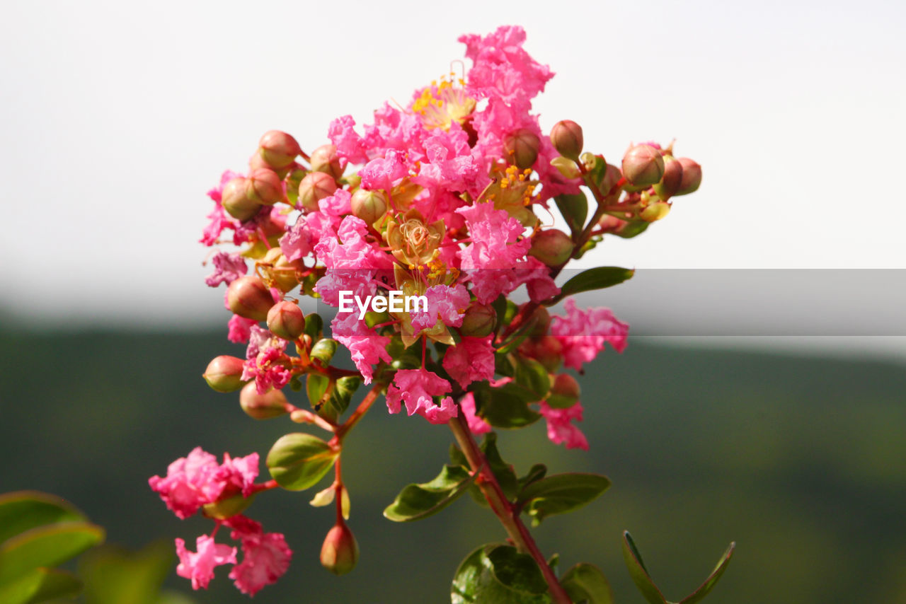 CLOSE-UP OF PINK FLOWERS