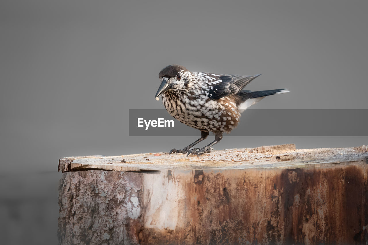 close-up of bird perching on wood against clear sky