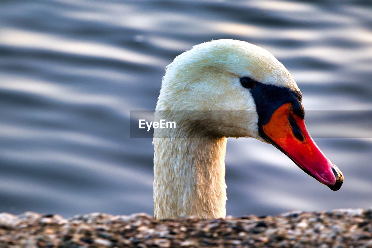 CLOSE-UP OF A SWAN IN LAKE