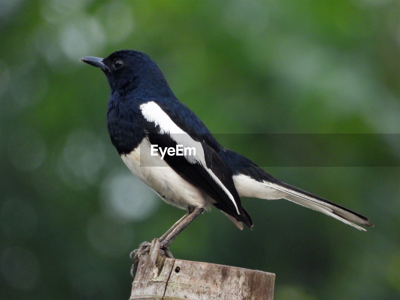 Oriental magpie-robin 