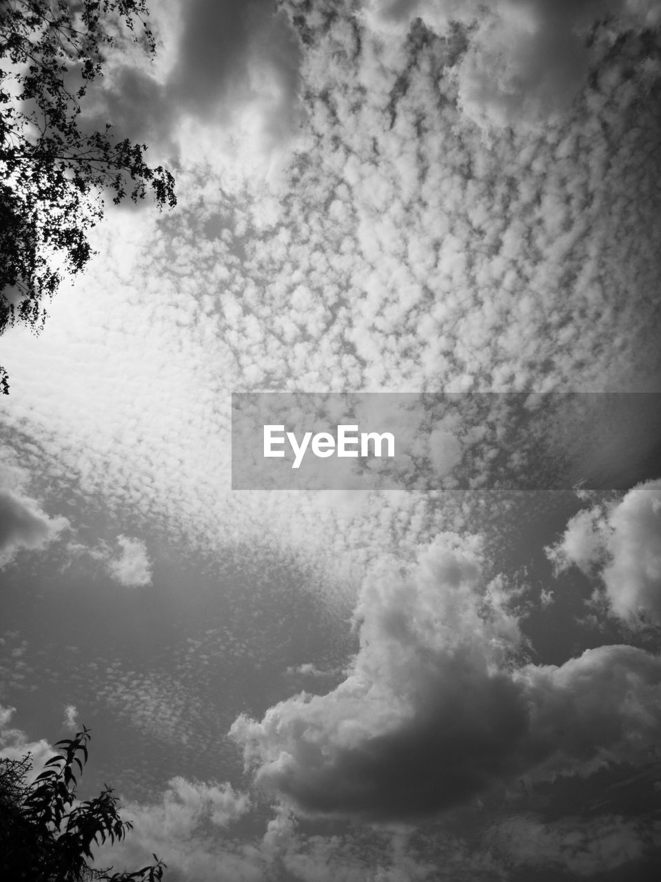 LOW ANGLE VIEW OF TREE AGAINST SKY