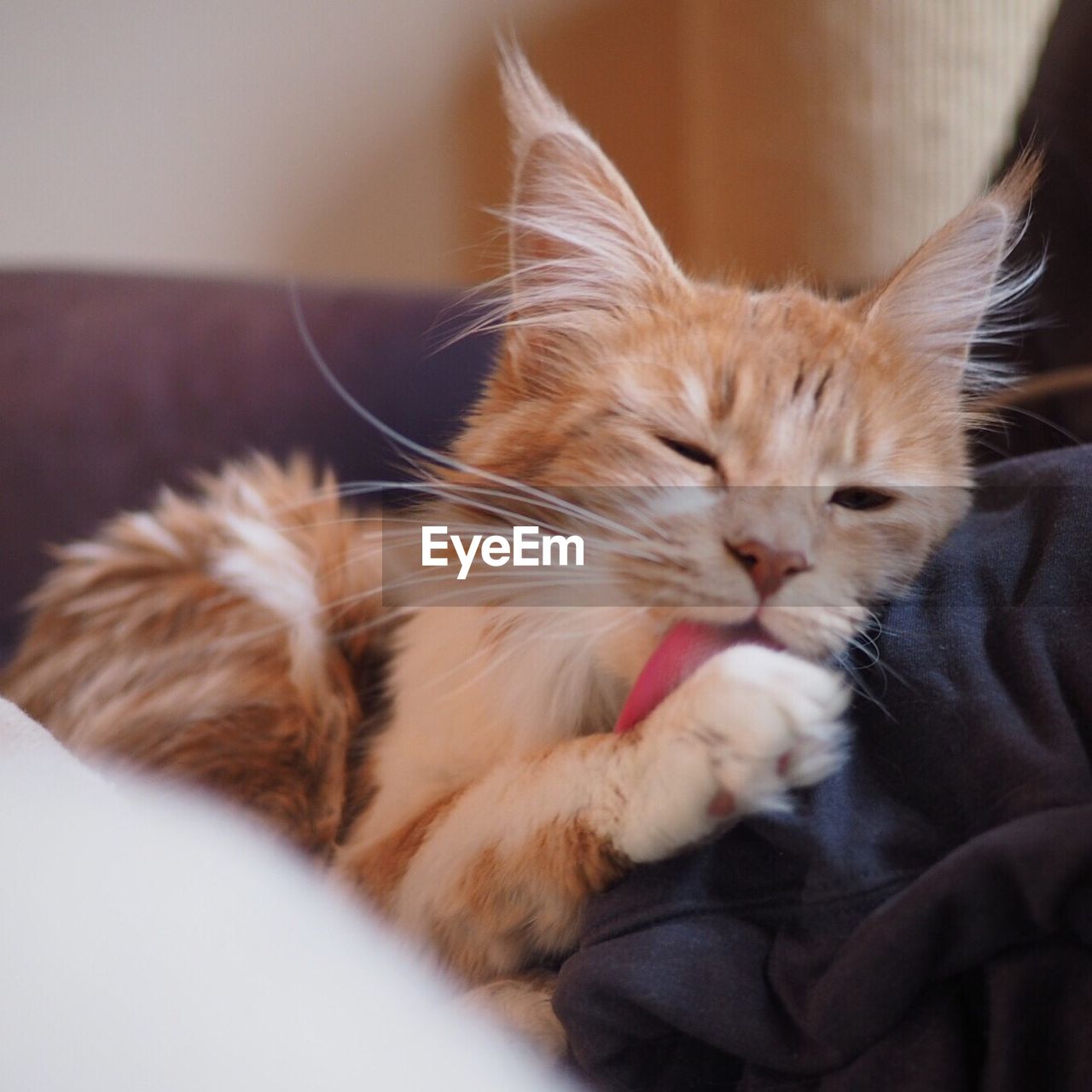 CLOSE-UP OF CAT SLEEPING ON BLANKET AT HOME