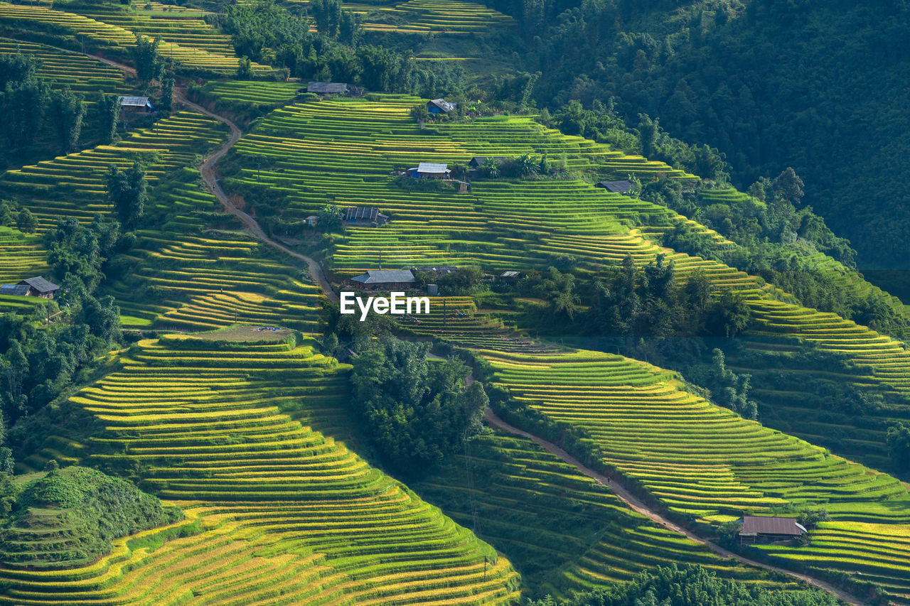 HIGH ANGLE VIEW OF AGRICULTURAL FIELDS