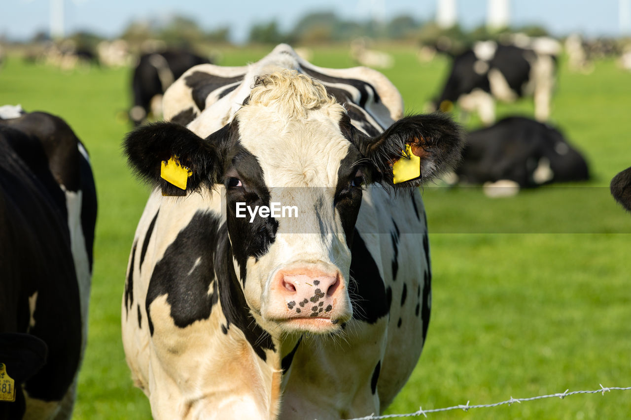 Portrait of cow on field