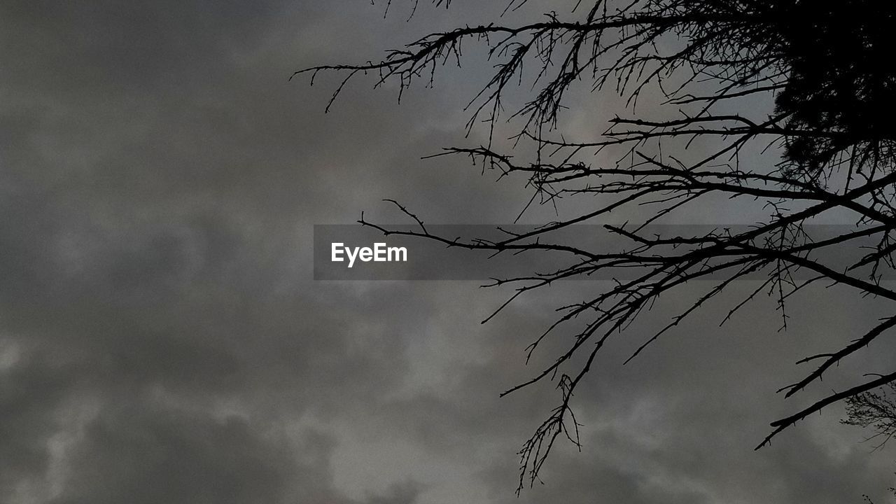 LOW ANGLE VIEW OF SILHOUETTE TREE AGAINST SKY