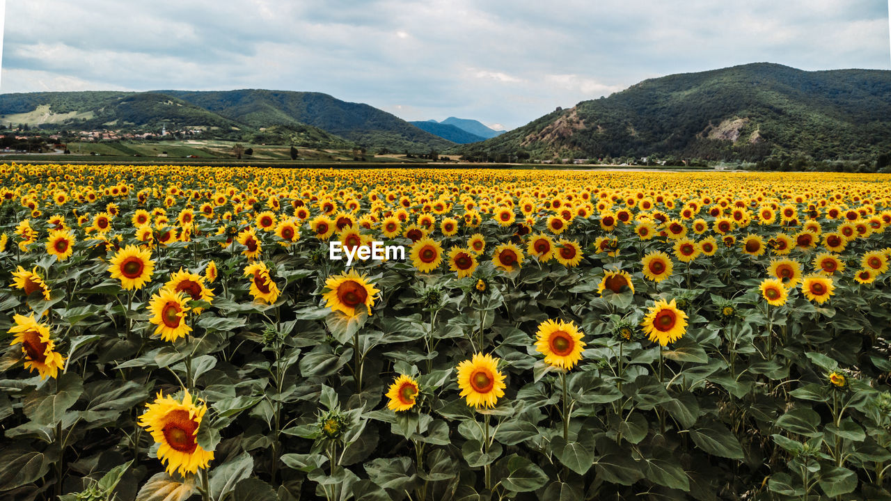 Scenic view of sunflower field against sky