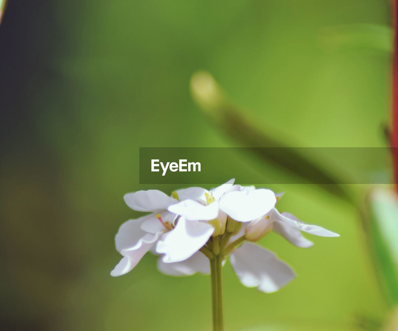 CLOSE-UP OF WHITE FLOWERS BLOOMING OUTDOORS