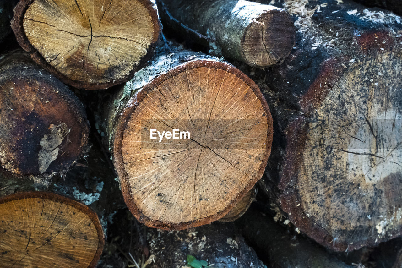 Close-up of tree stump