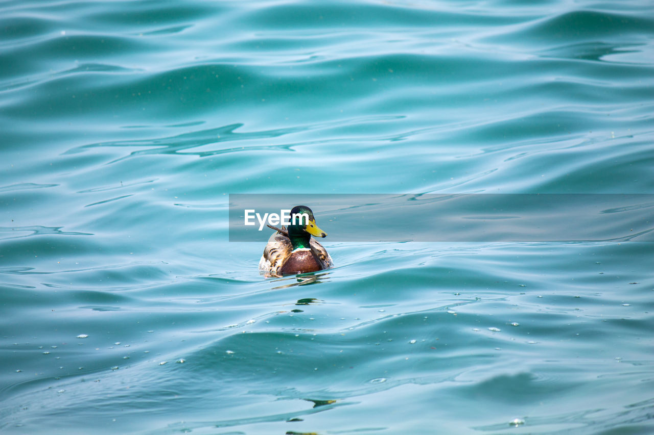 High angle view of duck swimming in lake