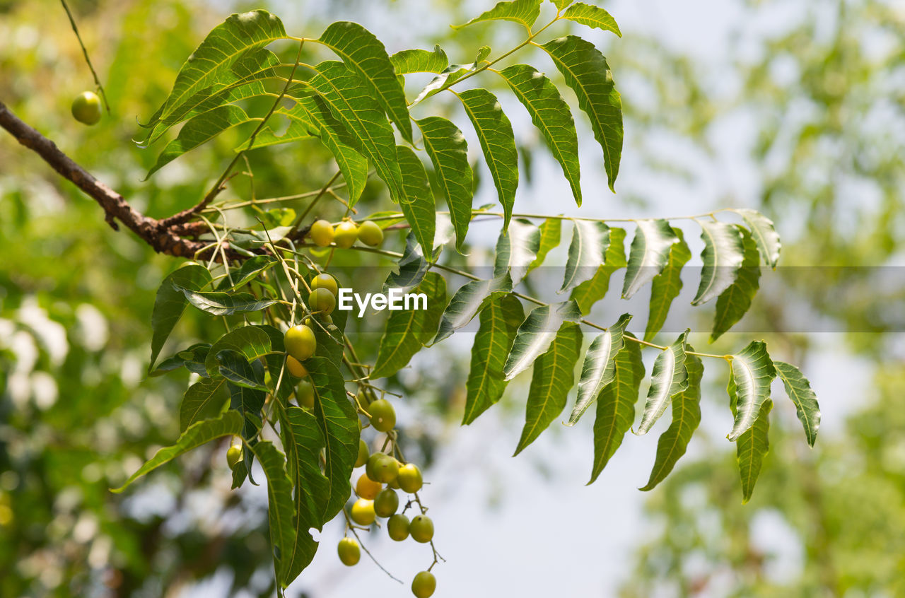 branch, green, tree, plant, leaf, nature, plant part, sunlight, focus on foreground, no people, food and drink, beauty in nature, blossom, growth, outdoors, food, close-up, flower, fruit, day, produce, macro photography, environment, freshness, healthy eating, shrub, animal, animal themes