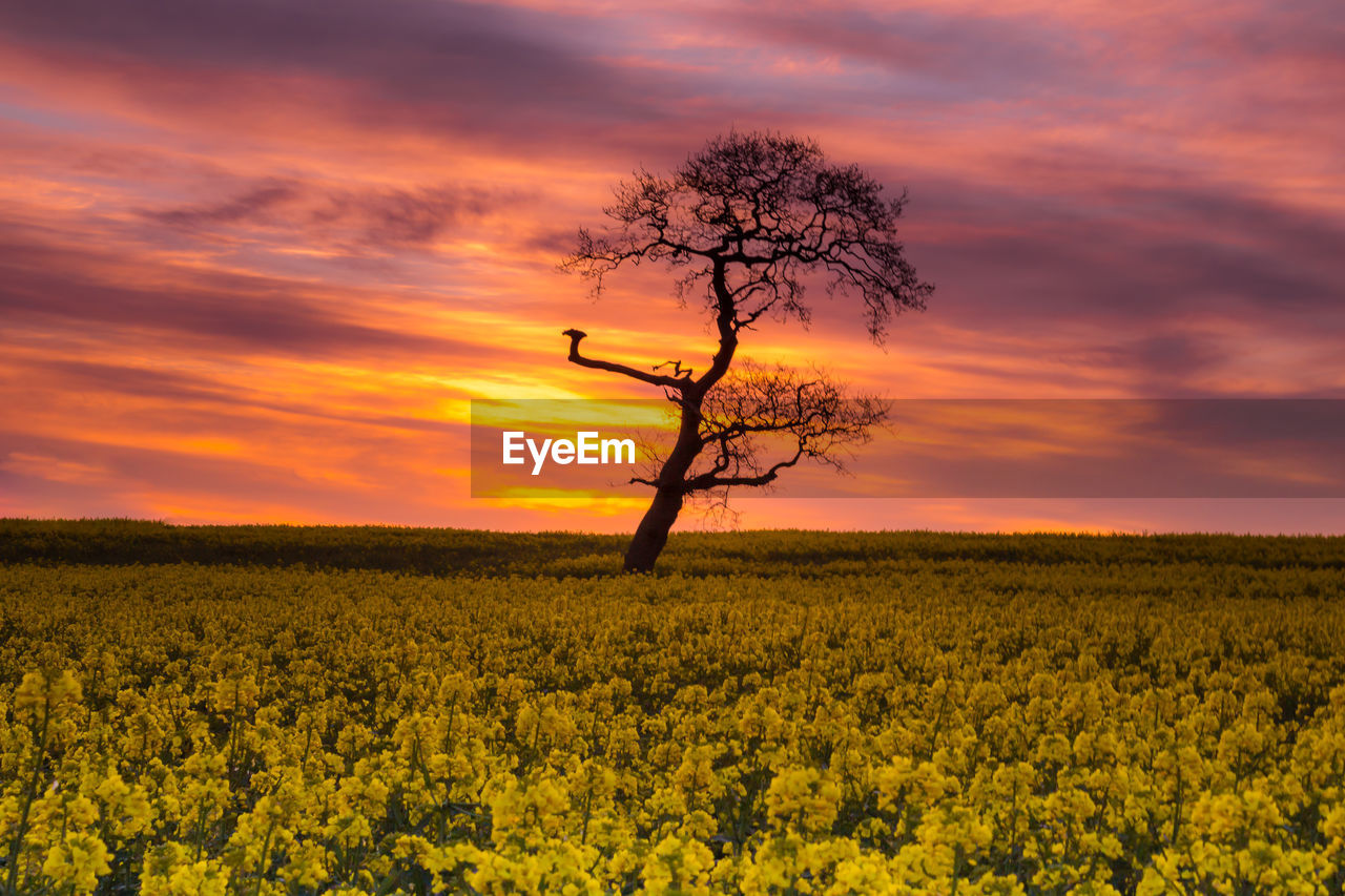 SCENIC VIEW OF FIELD AGAINST ORANGE SKY