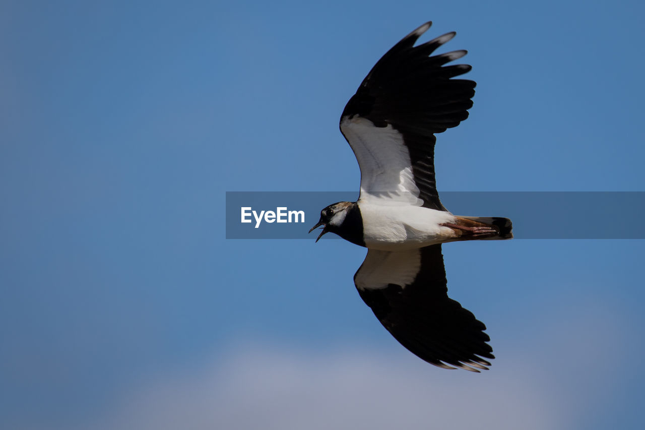 Low angle view of seagull flying against clear sky