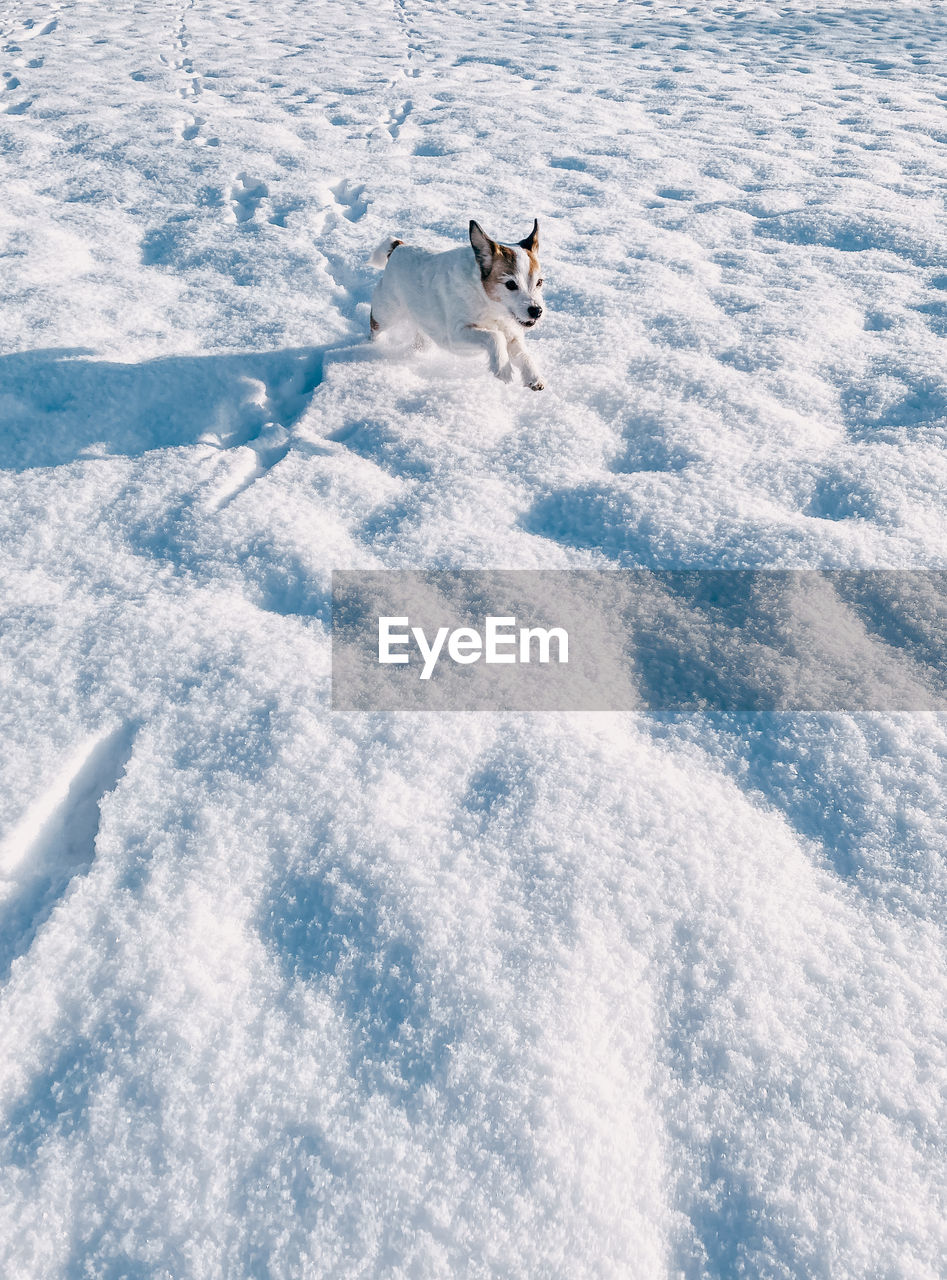 High angle view of dog in snow