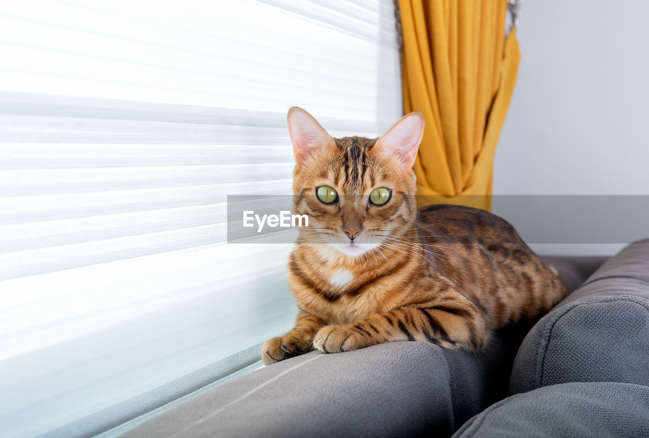 A domestic bengal cat sits on the back of the sofa in the room by the window.