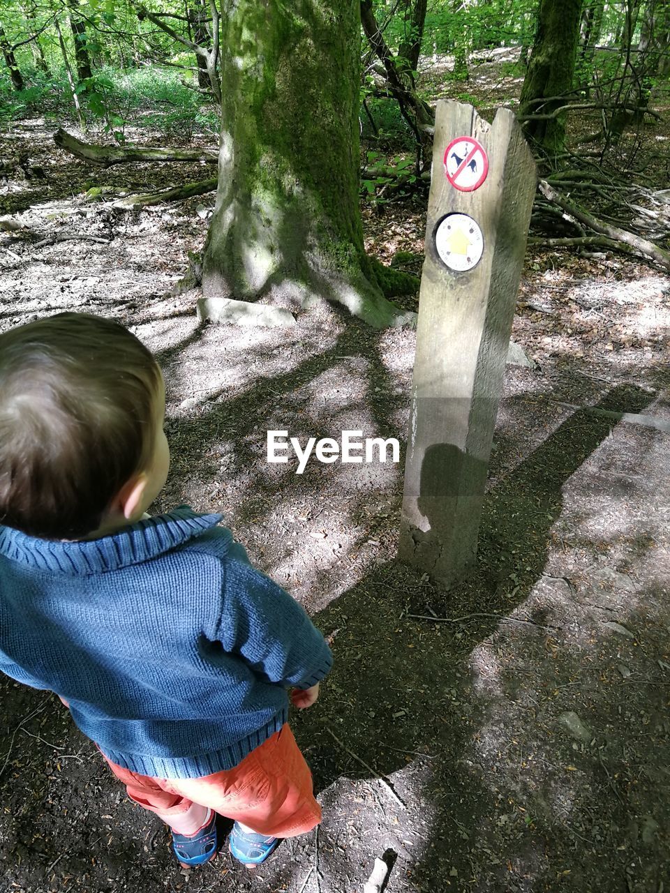 High angle view of boy looking at information sign in forest