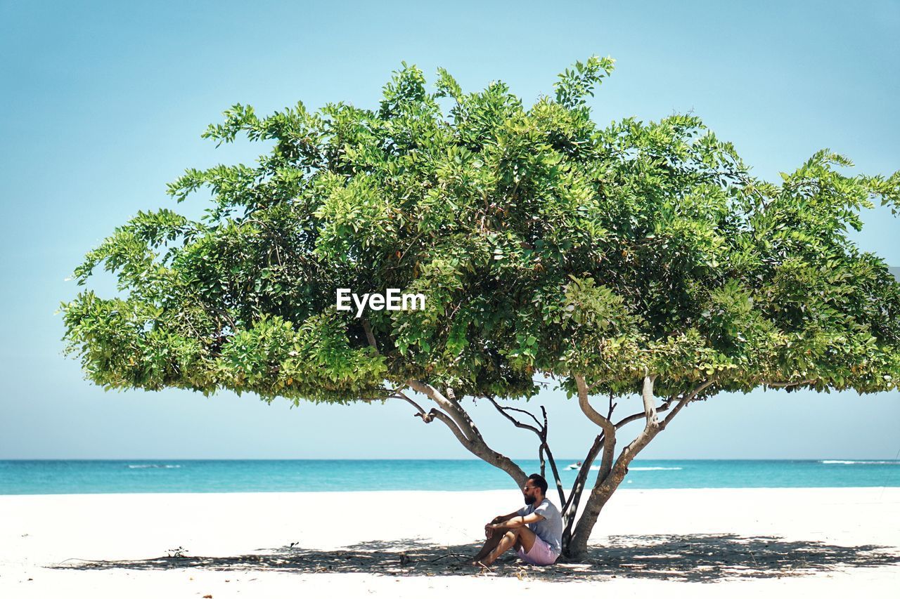 Man sitting by tree at beach