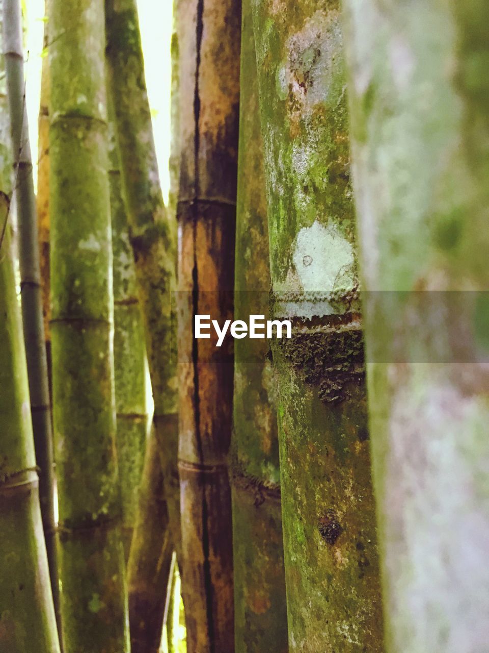 CLOSE-UP OF TREE TRUNK BY WATER