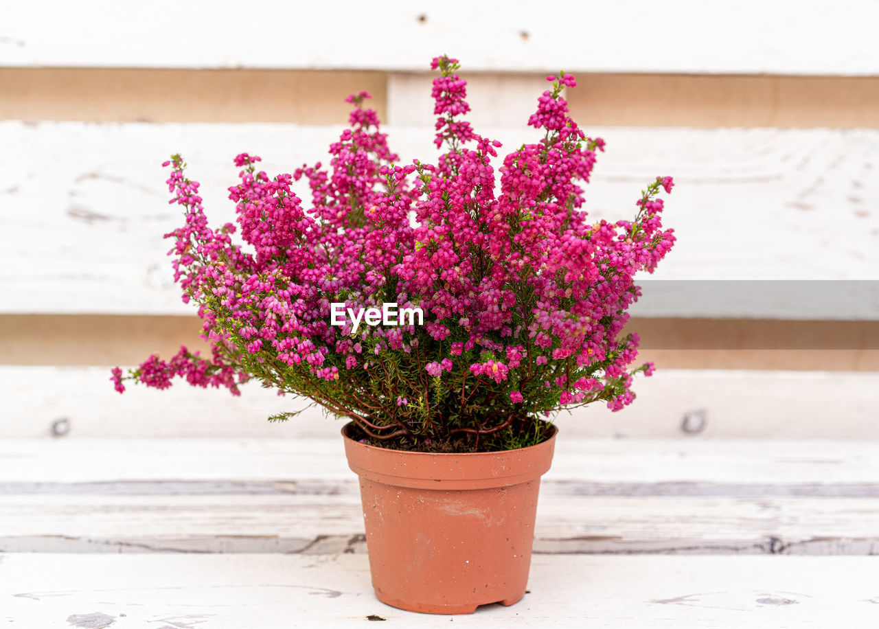 CLOSE-UP OF PINK FLOWER POT ON PLANT