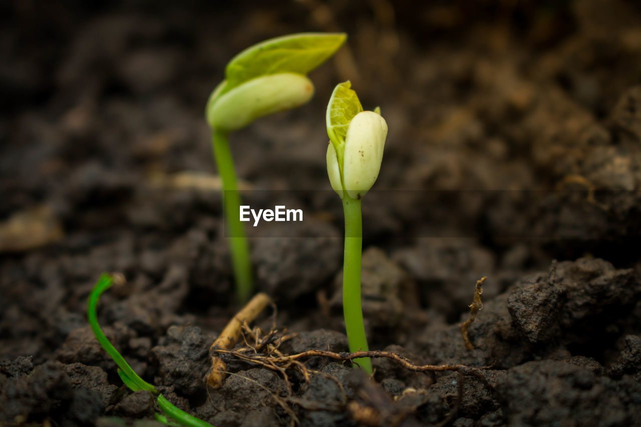 CLOSE-UP OF YOUNG PLANT GROWING ON FIELD