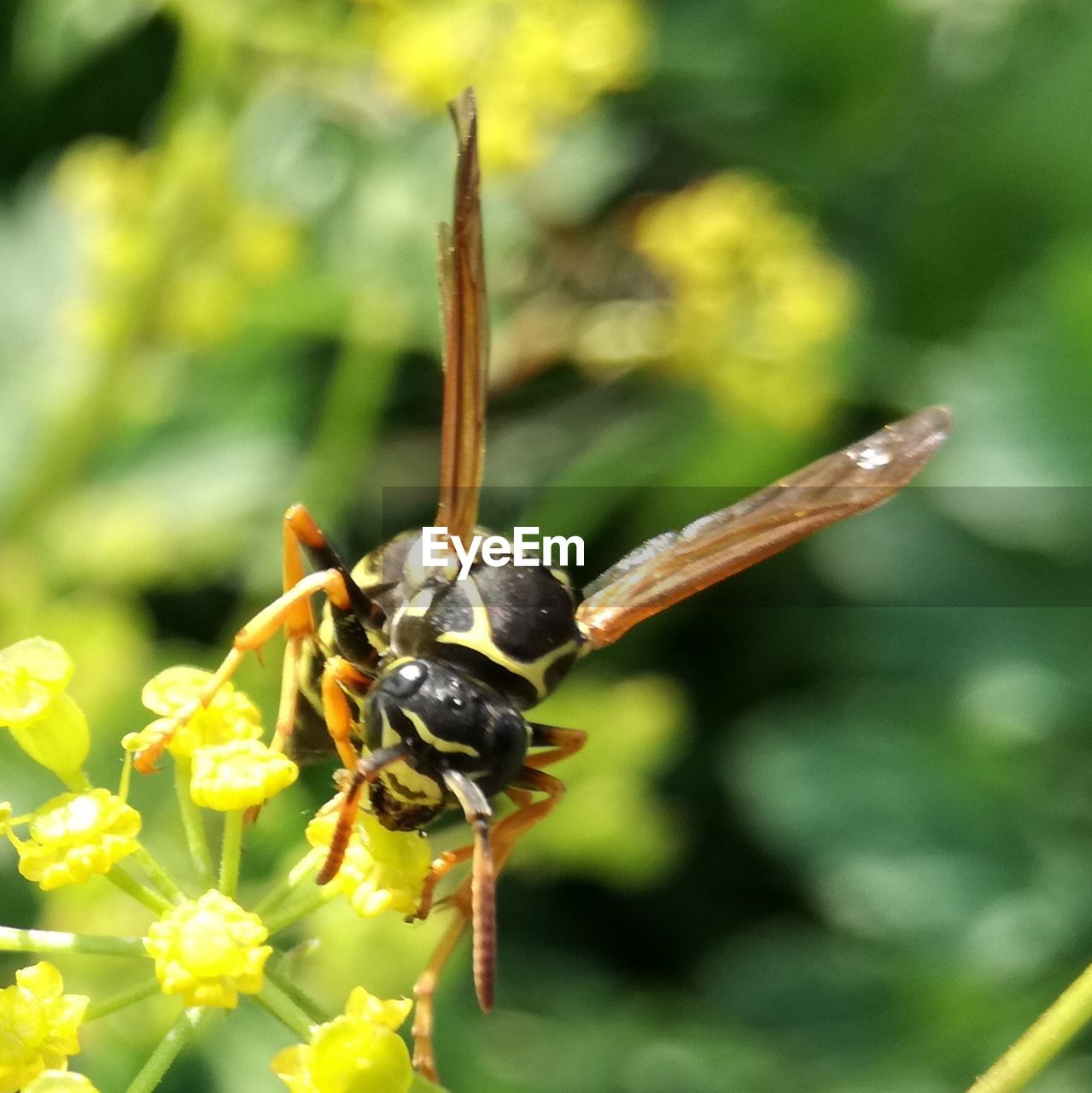 Close-up of bee on flower