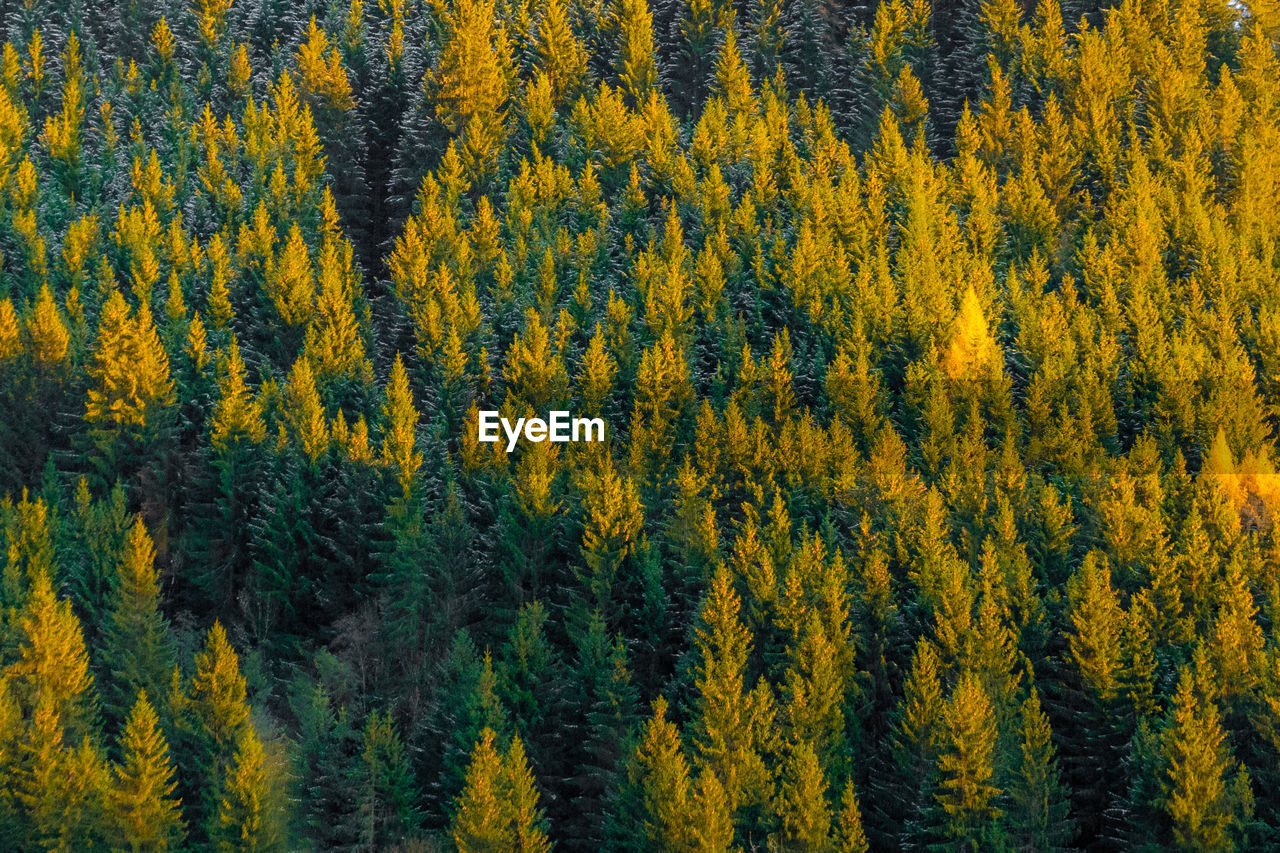 Full frame shot of pine trees in forest during autumn