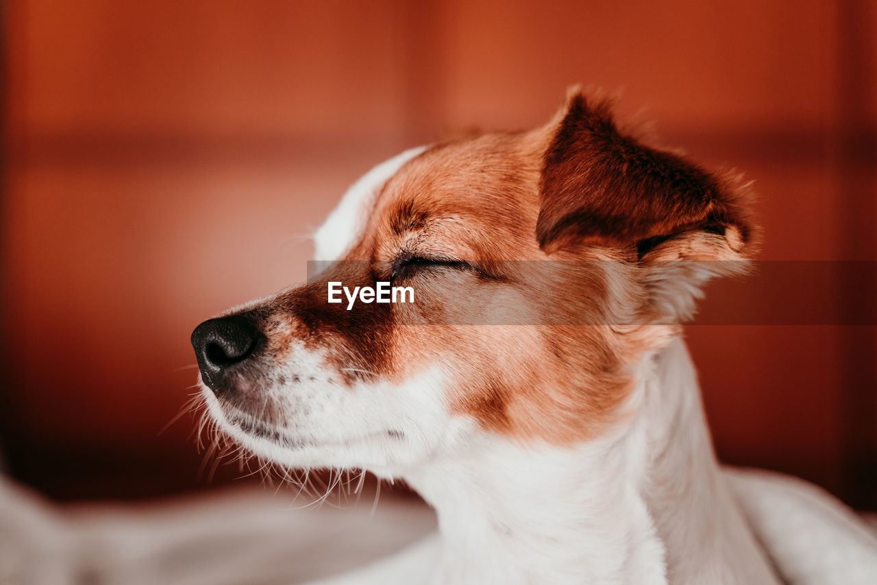 Close-up of eyes closed dog at home