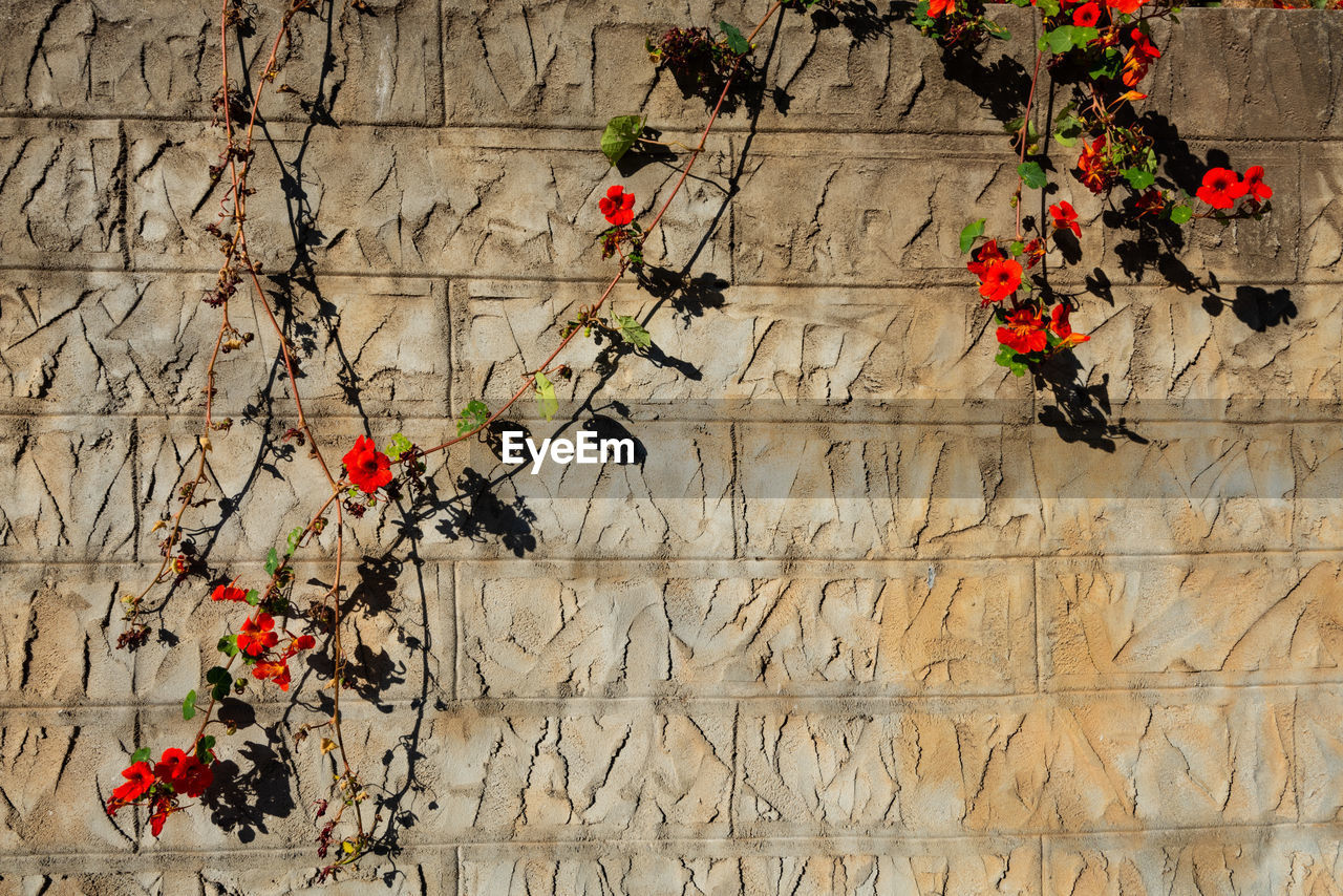 Red flowers on vines hanging over stone wall