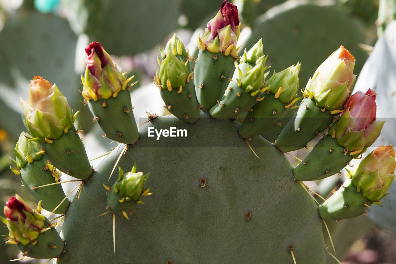 Close-up of prickly pear cactus