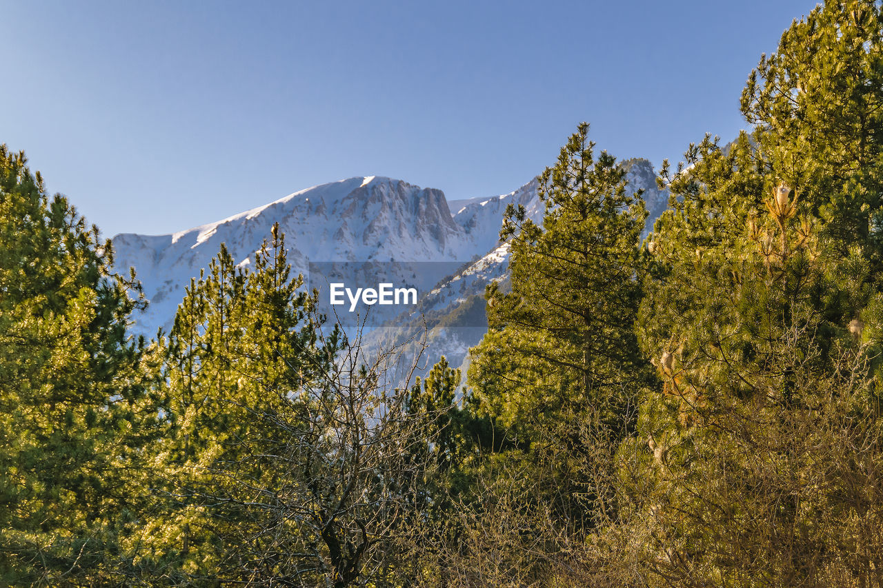 panoramic view of trees and mountains against clear sky
