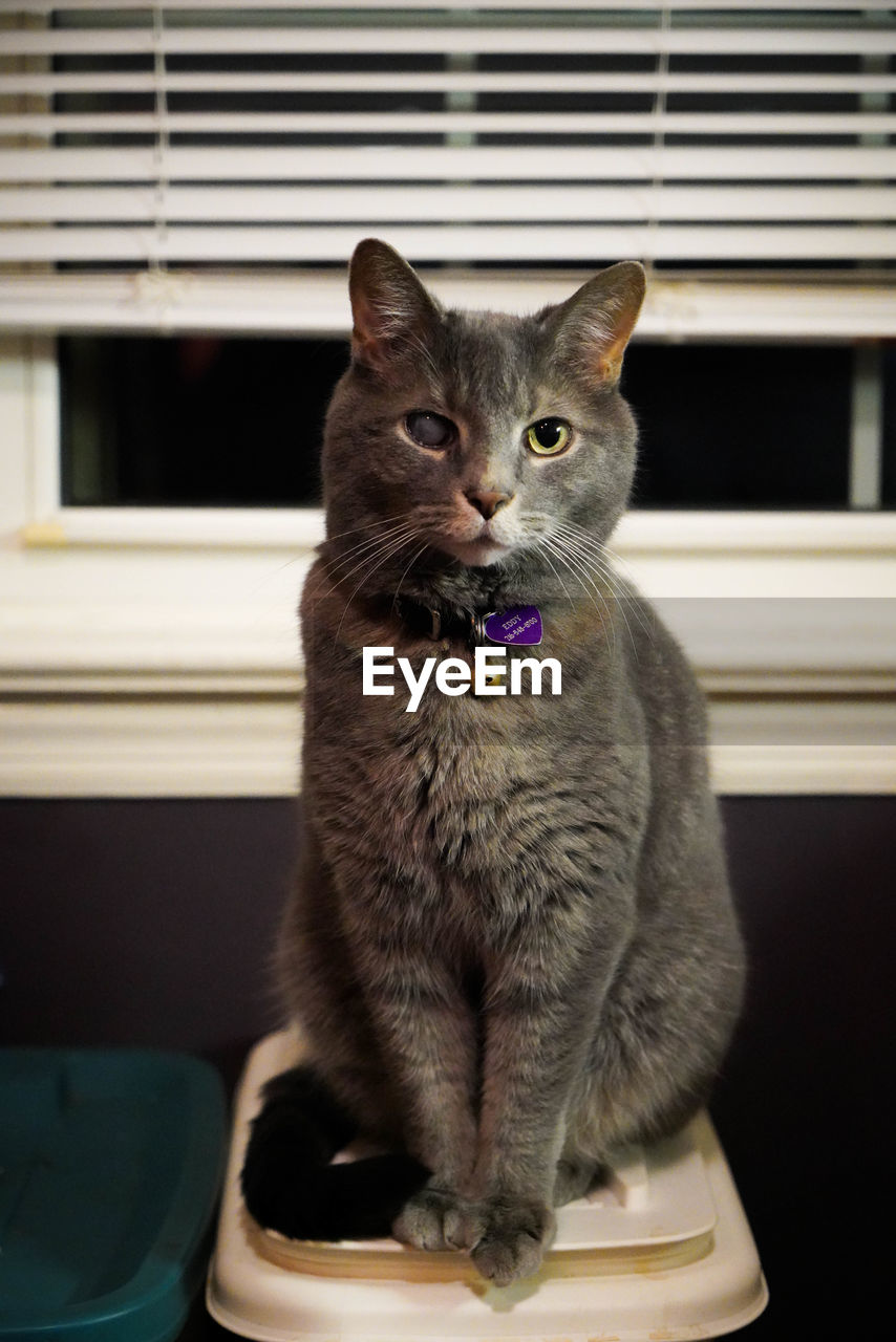 PORTRAIT OF CAT ON WINDOW AT HOME