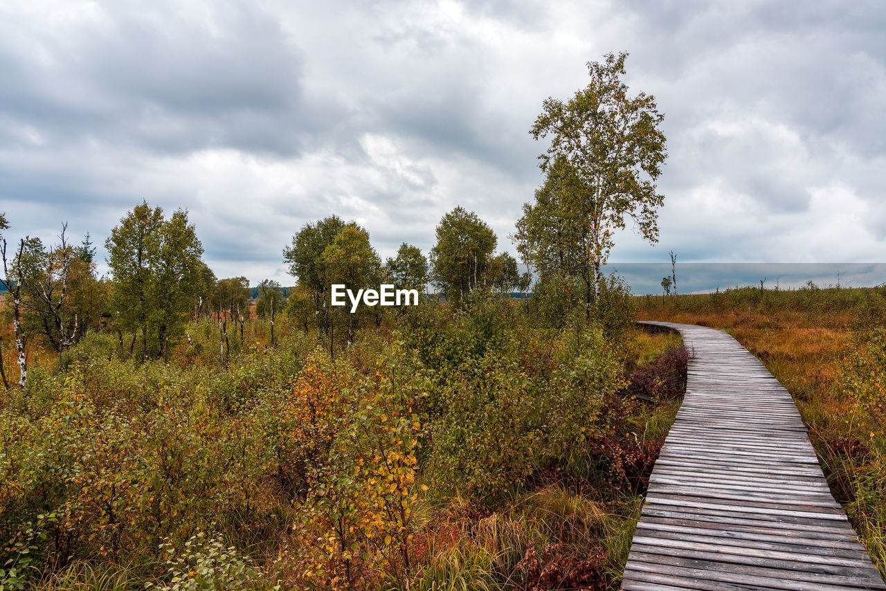 FOOTPATH AMIDST TREES ON FIELD