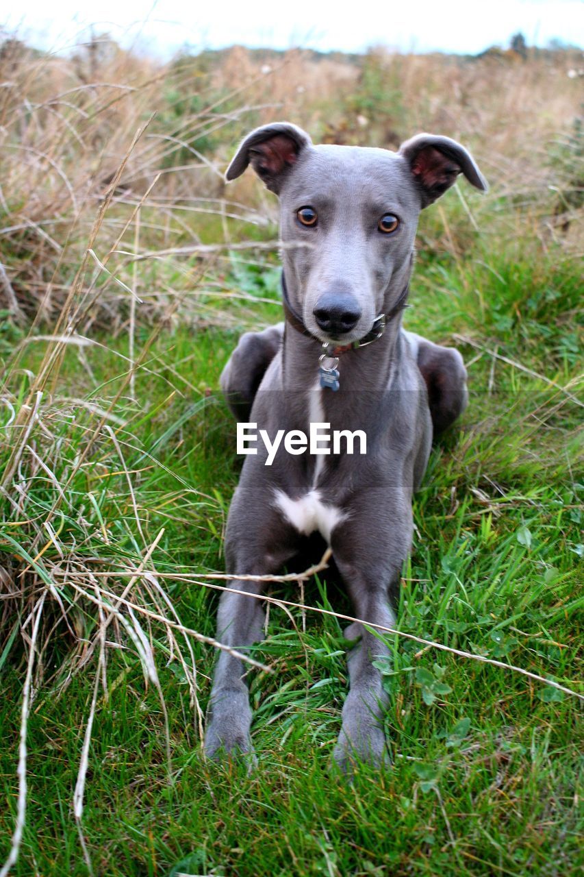 PORTRAIT OF DOG ON FIELD