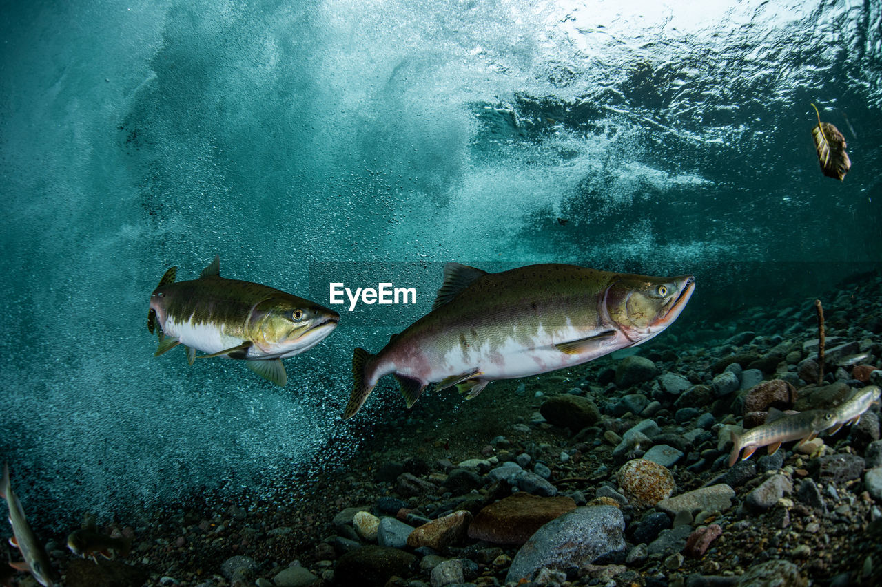 Pink salmon's run in rausu, hokkaido , japan