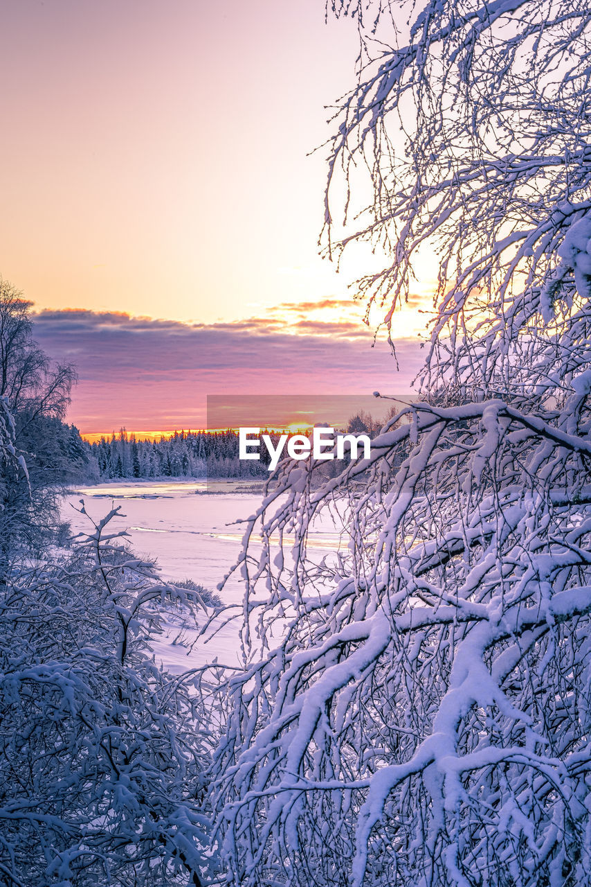 Snow covered plants against sky during sunset