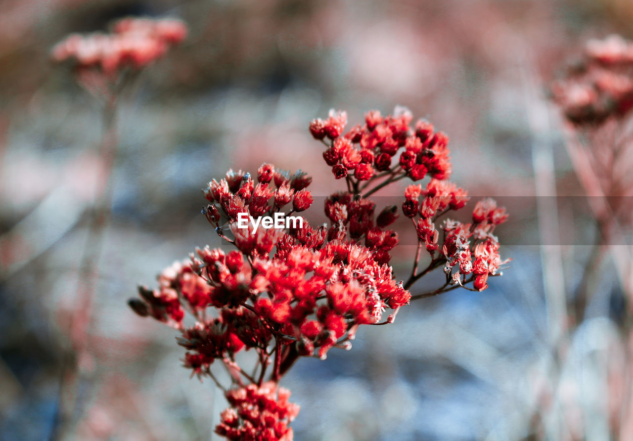 Close-up of red flowers