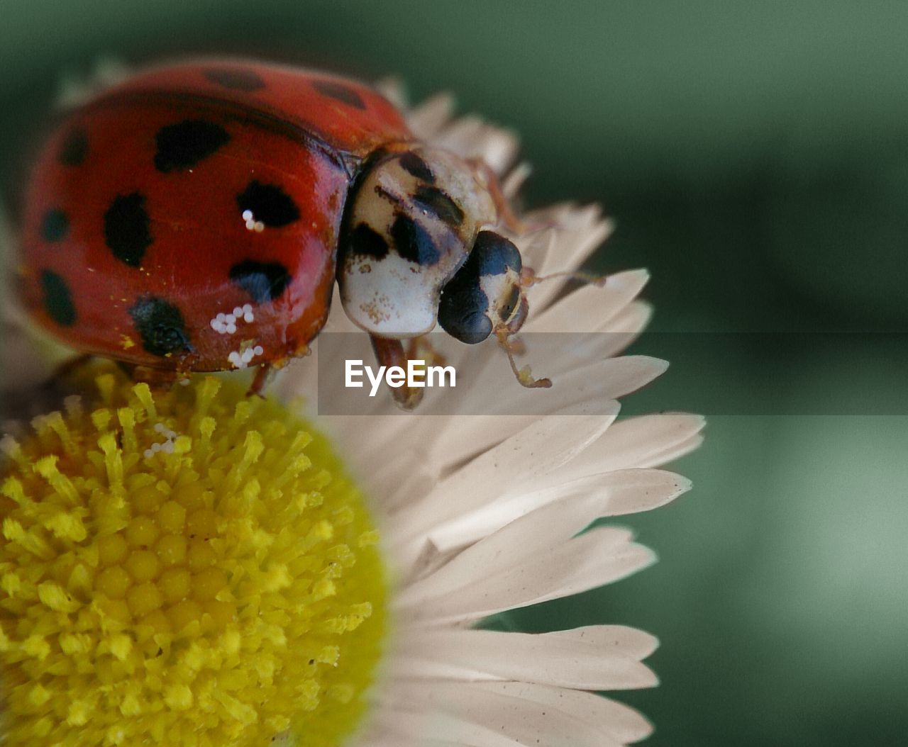 Beetle on a daisy flower