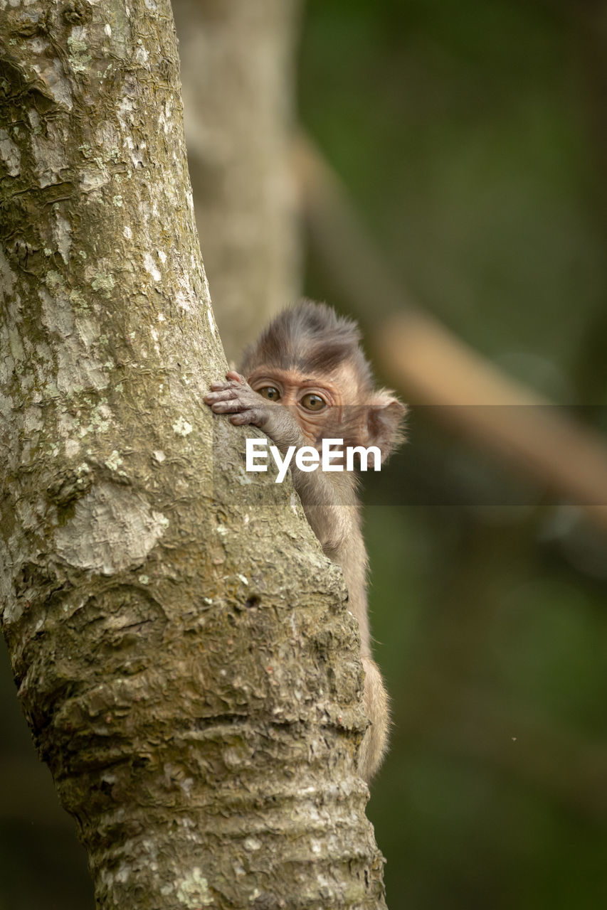 Baby long-tailed macaque playing peekaboo in tree