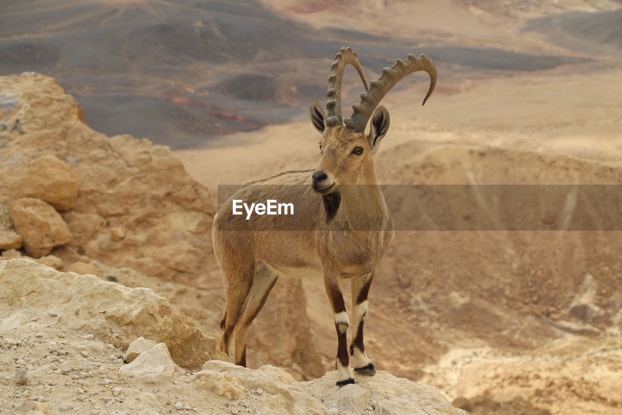 PORTRAIT OF HORSE ON ROCK