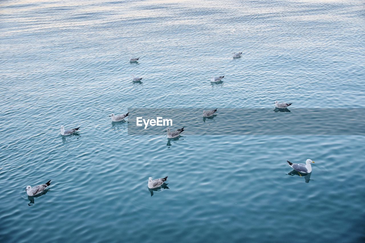 High angle view of seagulls in lake