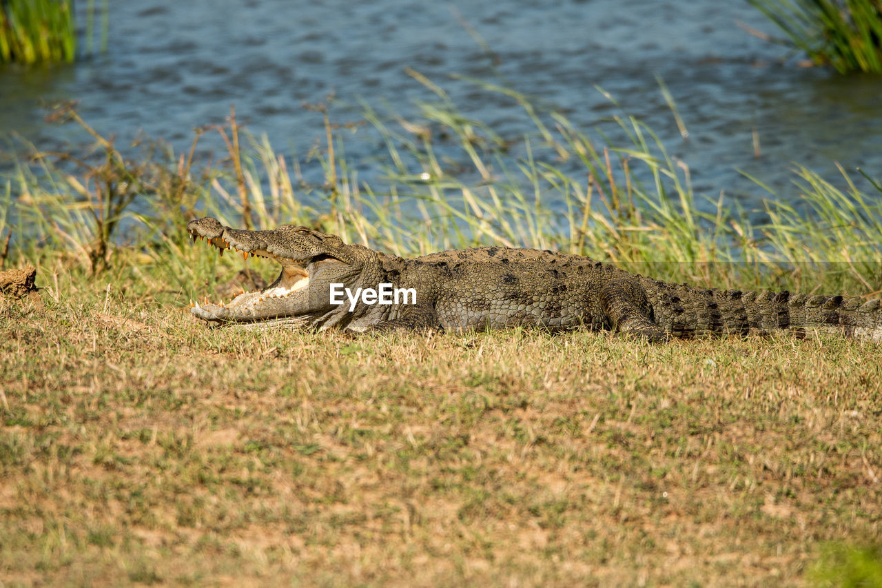 Alligator on field by river